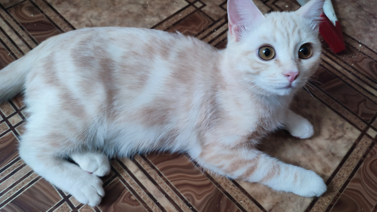 Персик чует птичек и лежит караулит