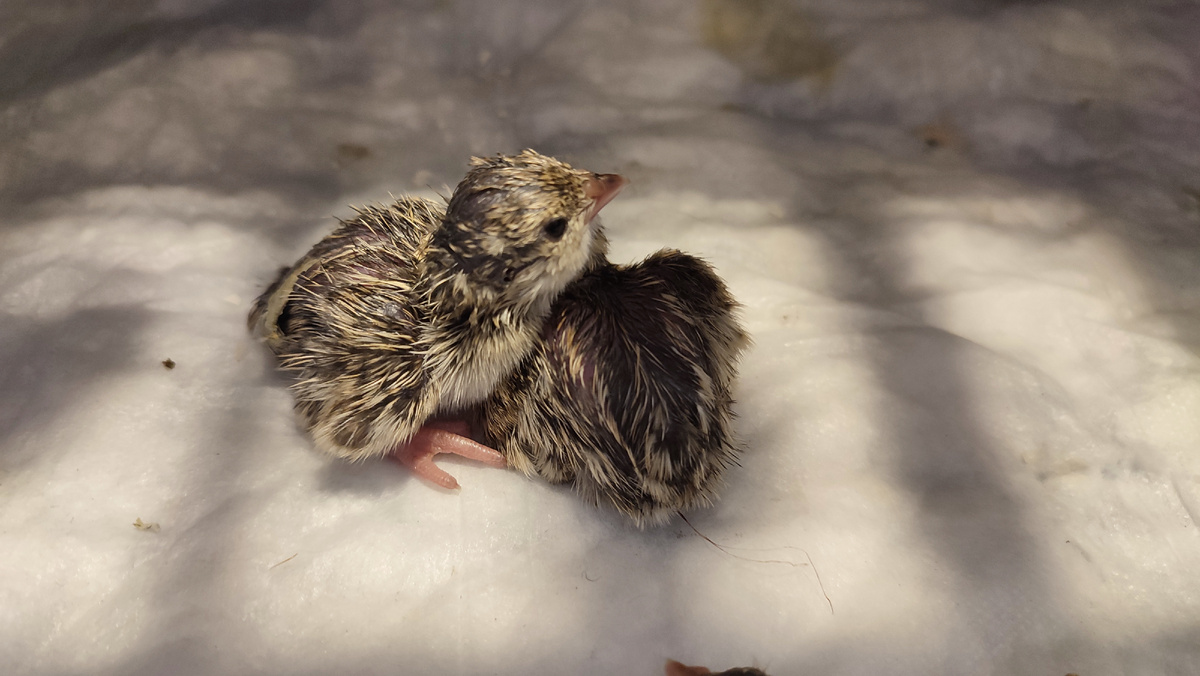 Сегодня сестра принимала пополнение  горных куропаток. Есть в видео момент, когда из яйца достаётся цыплёнок