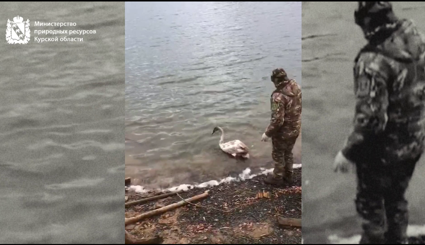 Фото: Минприроды Курской области