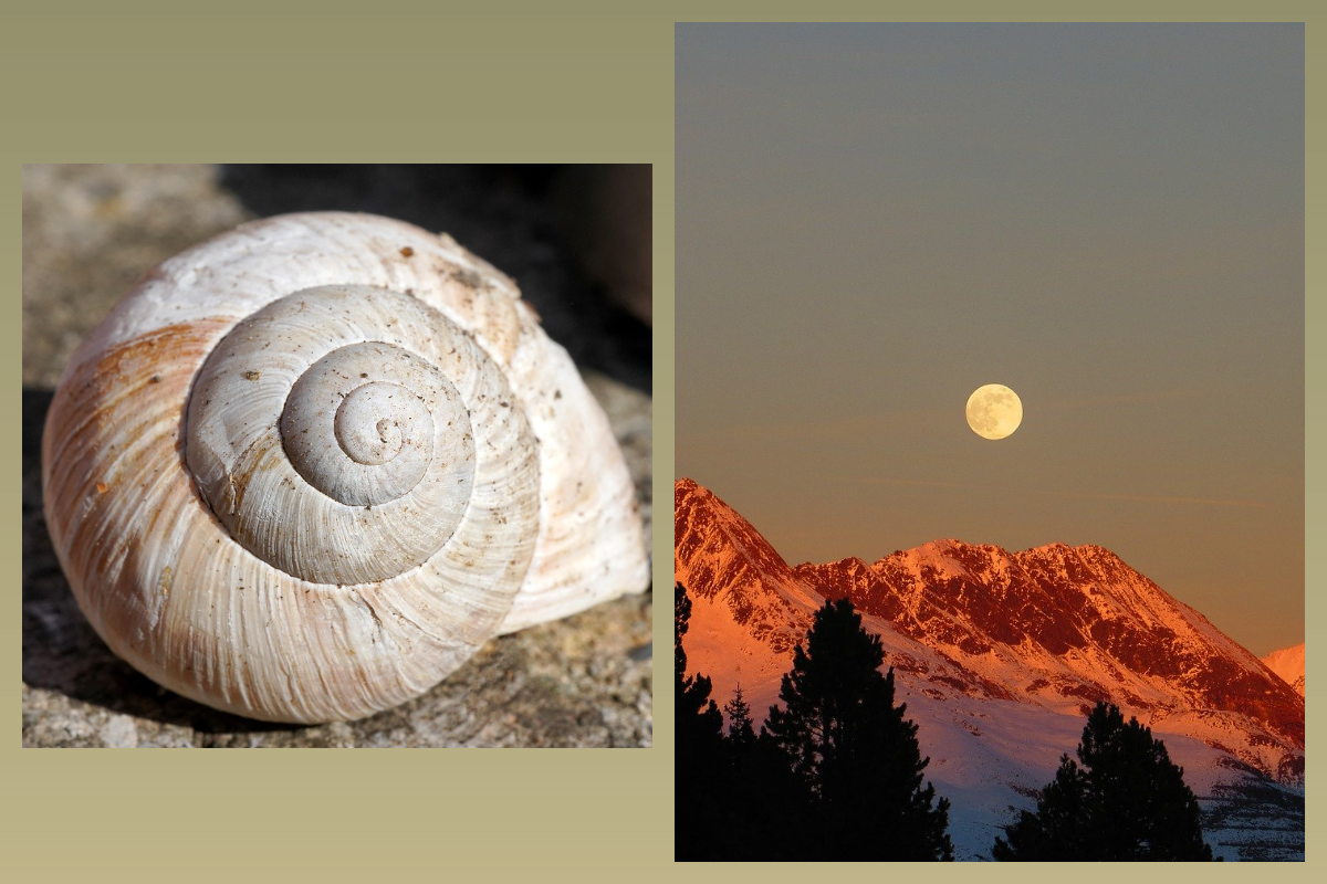 25-е Лунные сутки - "Ракушка"/pixabay.com