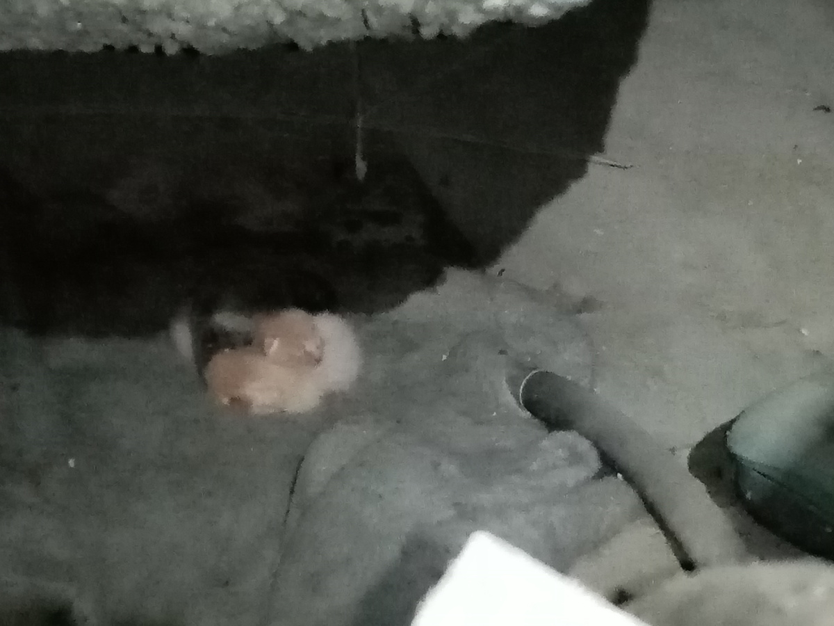 Котята в темном месте. 6 ноября