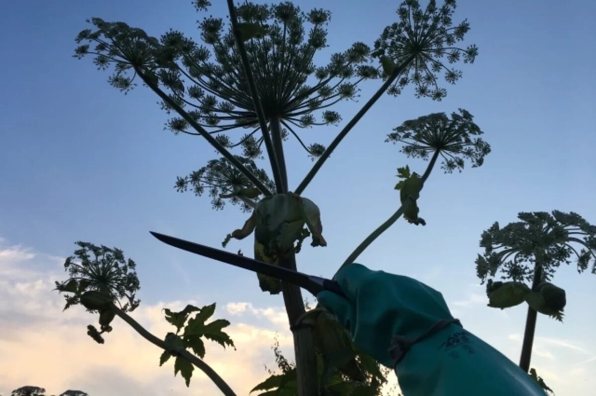    Тверской землевладелец нарвался на штраф из-за борщевика на участке