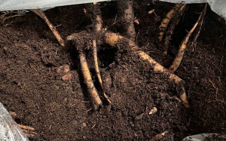    Фото: Северо-Западное межрегиональное управление Россельхознадзора