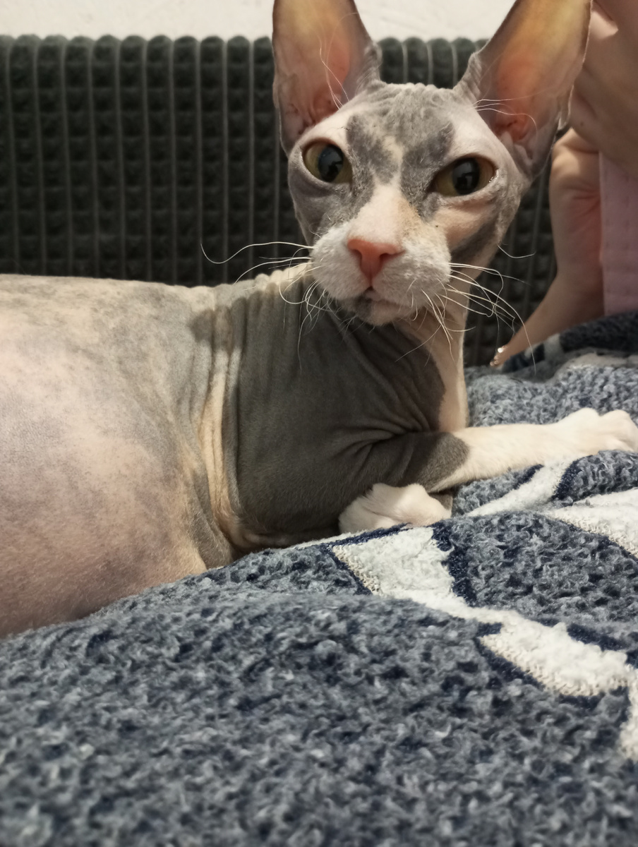 Мирушка ходит место все ищет. 