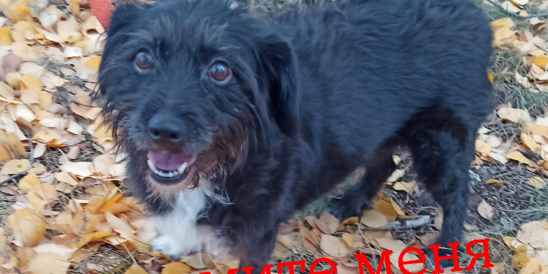 🆘 СРОЧНО! Марусеньке ОЧЕНЬ нужна Передержка или Семья! 🏠💔