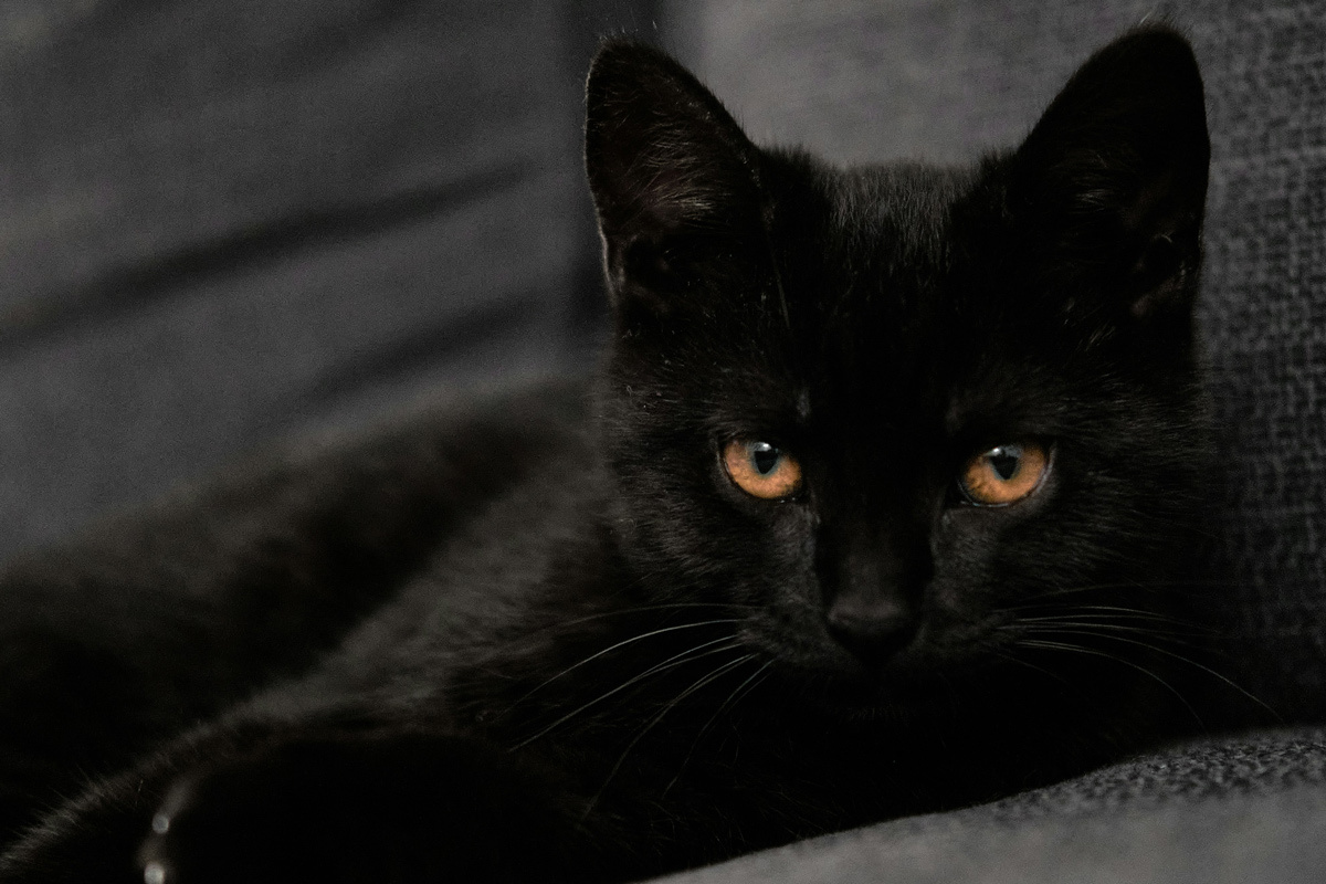    Фото: Bob van Aubel / Unsplash.com