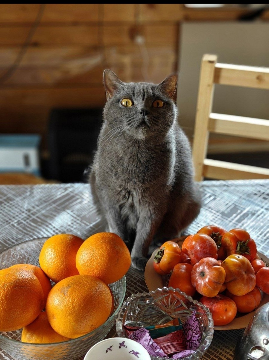 иллюстрация из яндекс картинки.