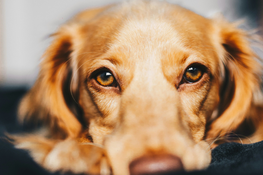 Фото: Ryan Walton / Unsplash.com