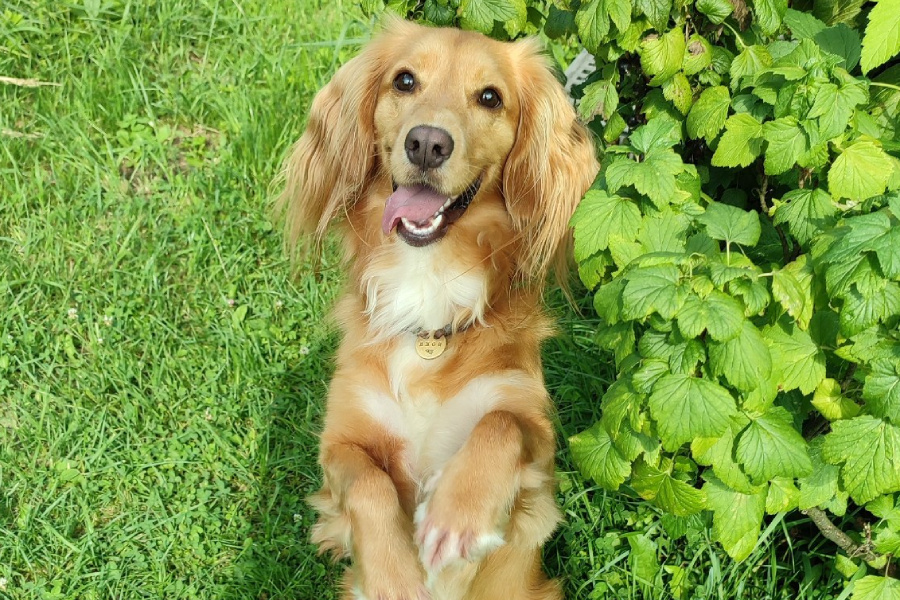 Джой
Фото: личный архив