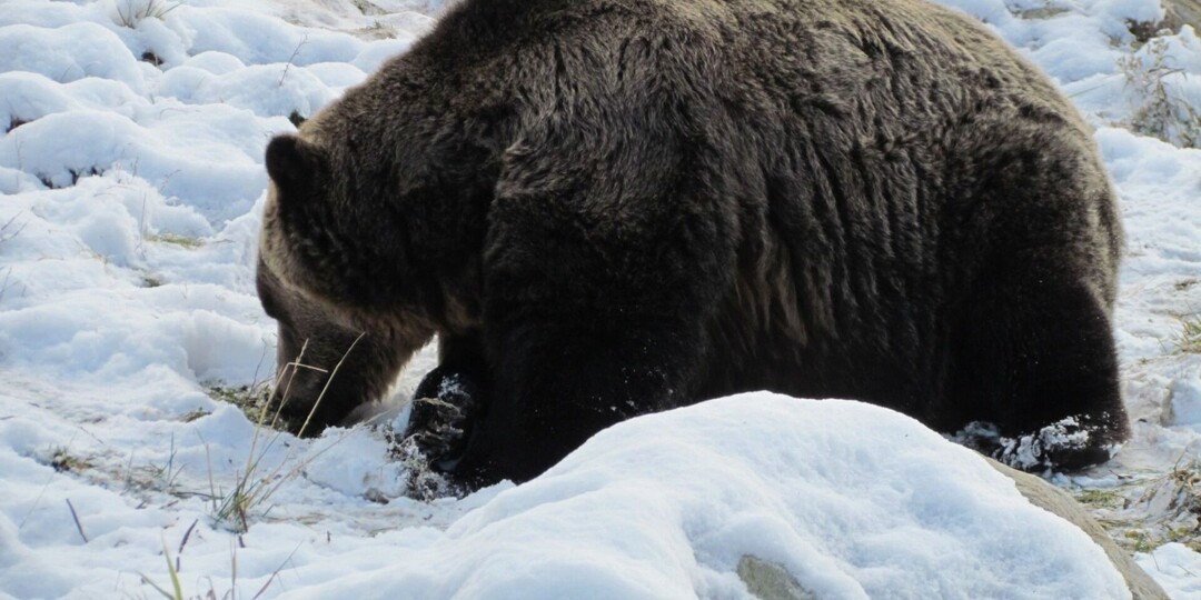 «Человек — последний шанс насытиться»: когда медведь в Югре становится шатуном?