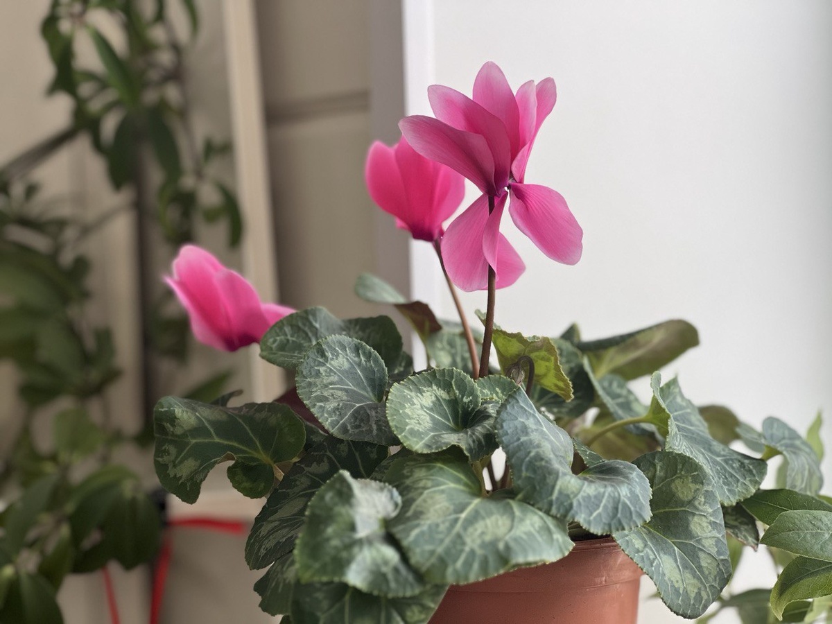 Цикламен персидский