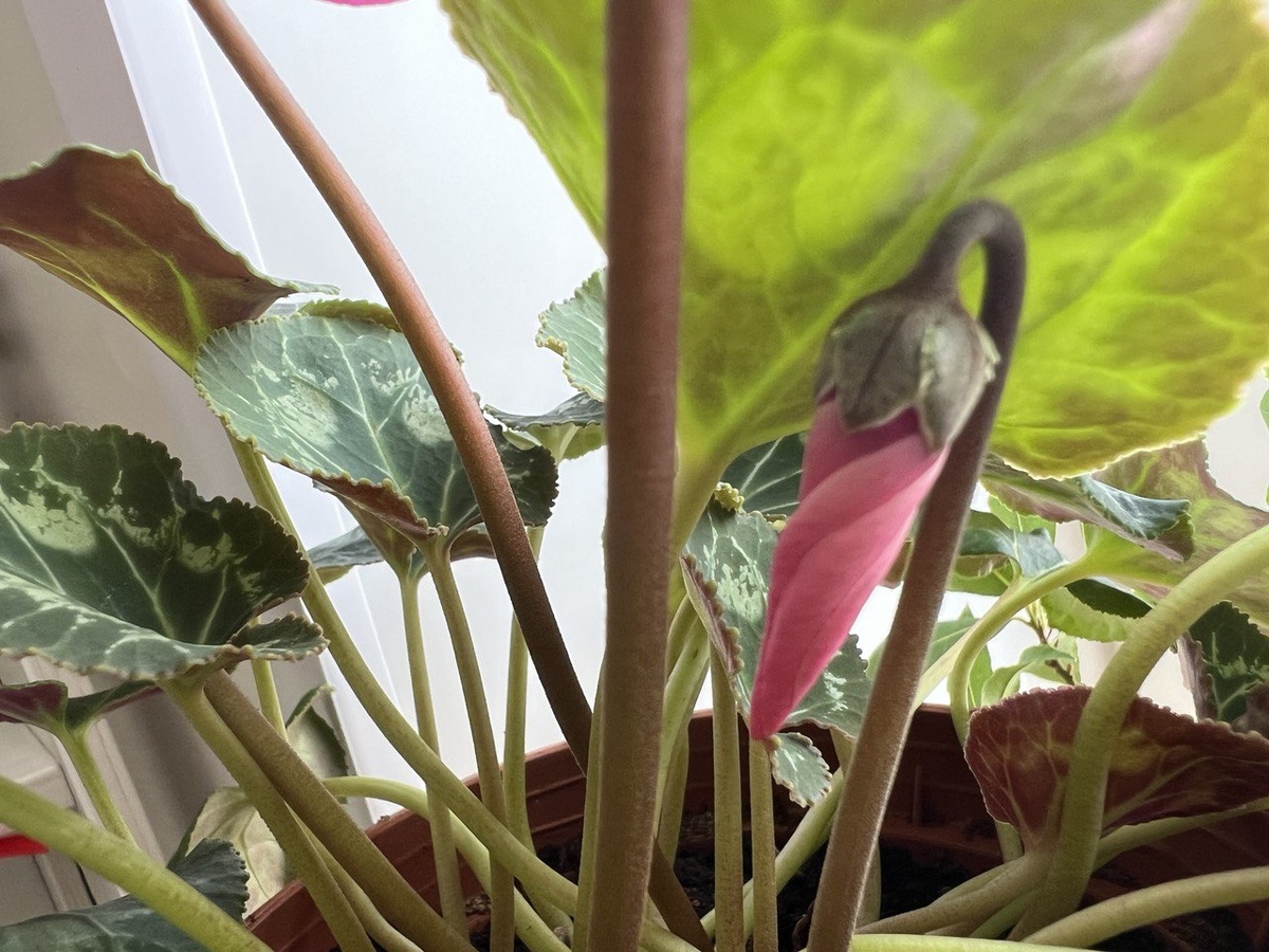 Цикламен персидский