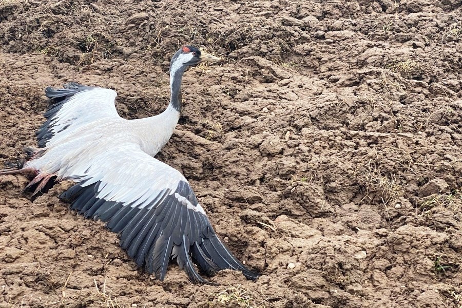 Иллюстративный снимок. Фото: Радиона Михайлова
