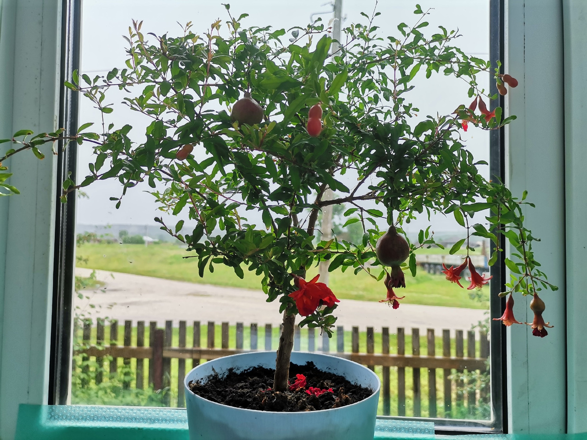 Гранат на окне кабинета математики Шемахинской средней школы. А за окном сельский пейзаж. Фото: Галина Пильникова / hornews.com