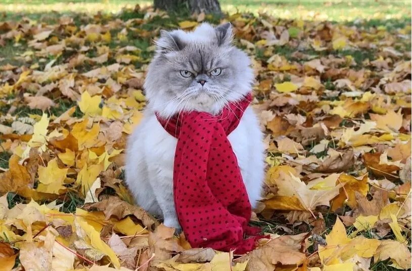 источник Яндекс-картинки