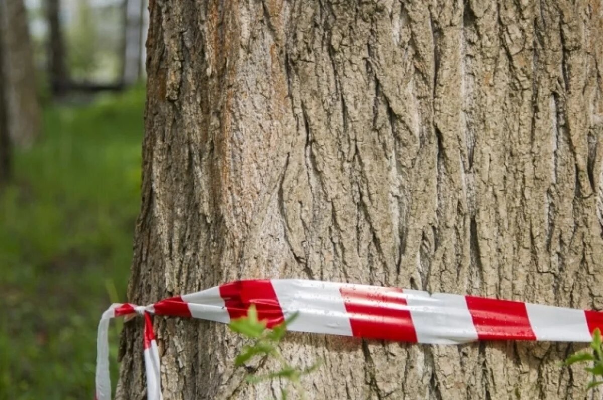    На кладбищах Пскова спилят аварийные деревья