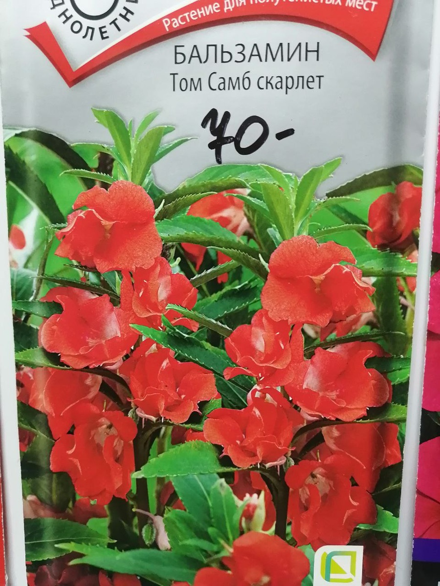 Полумахровые цветки бальзамина