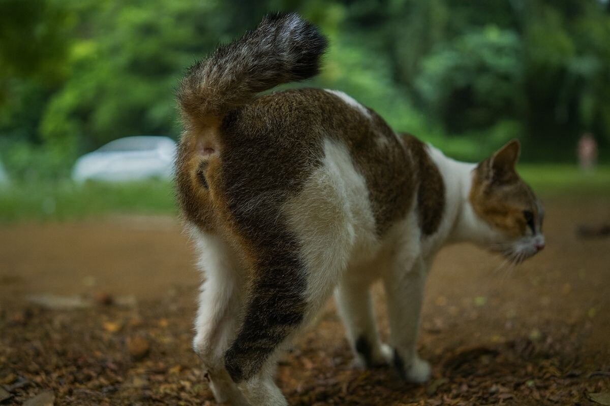 Может ли у кошек быть геморрой
