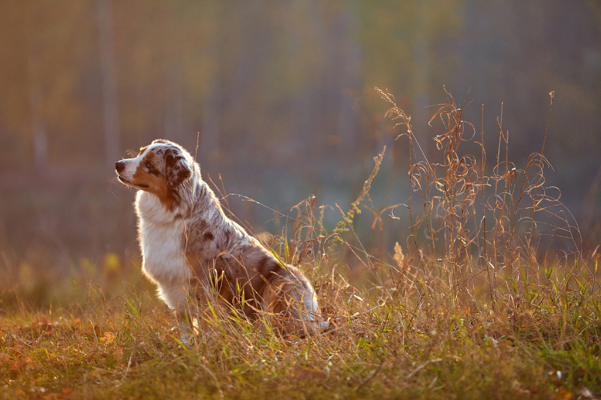Джульетта №1