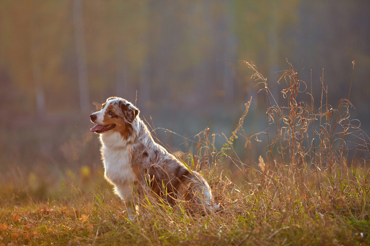 В мечтах о Пирате