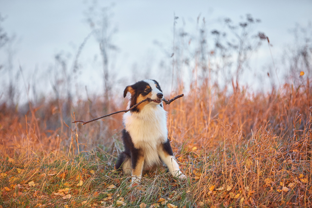 Джульетта №2