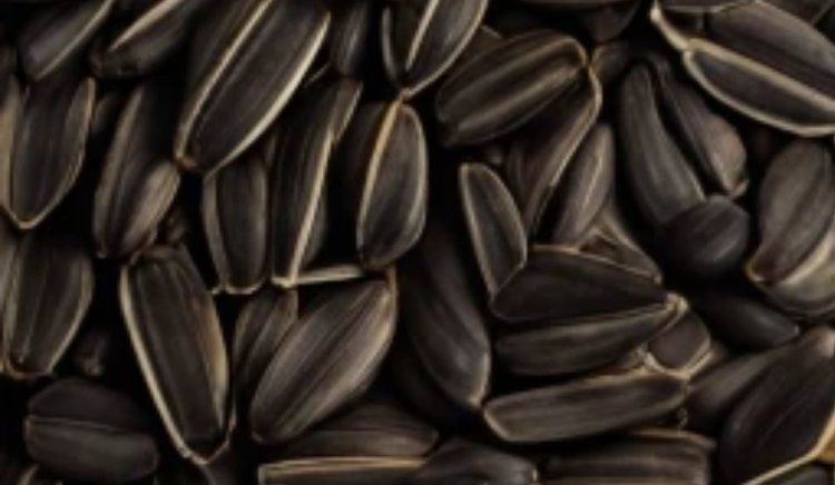    Фото: Медведева Анна, AgroXXI.ru