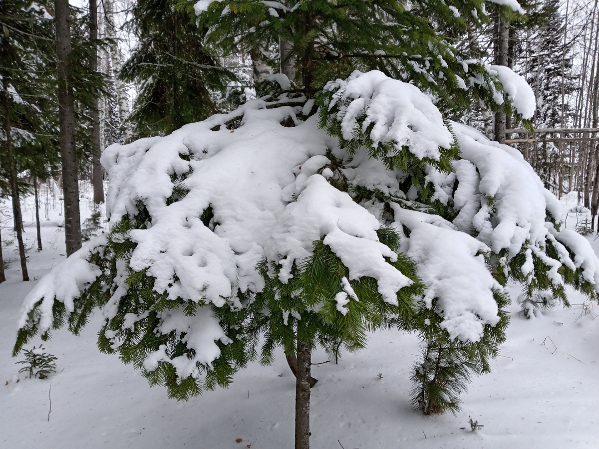 Фото автора.