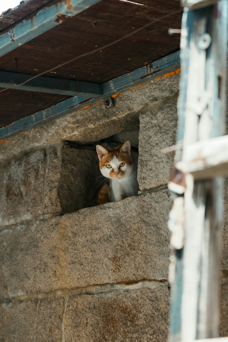    Застрявшая кошка в стене набережной канала Грибоедова, стала центром многодневной спасательной операции в Санкт-Петербурге