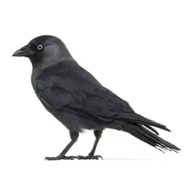 Изображение  из интернета. Спасибо неизвестному художнику или фотографу