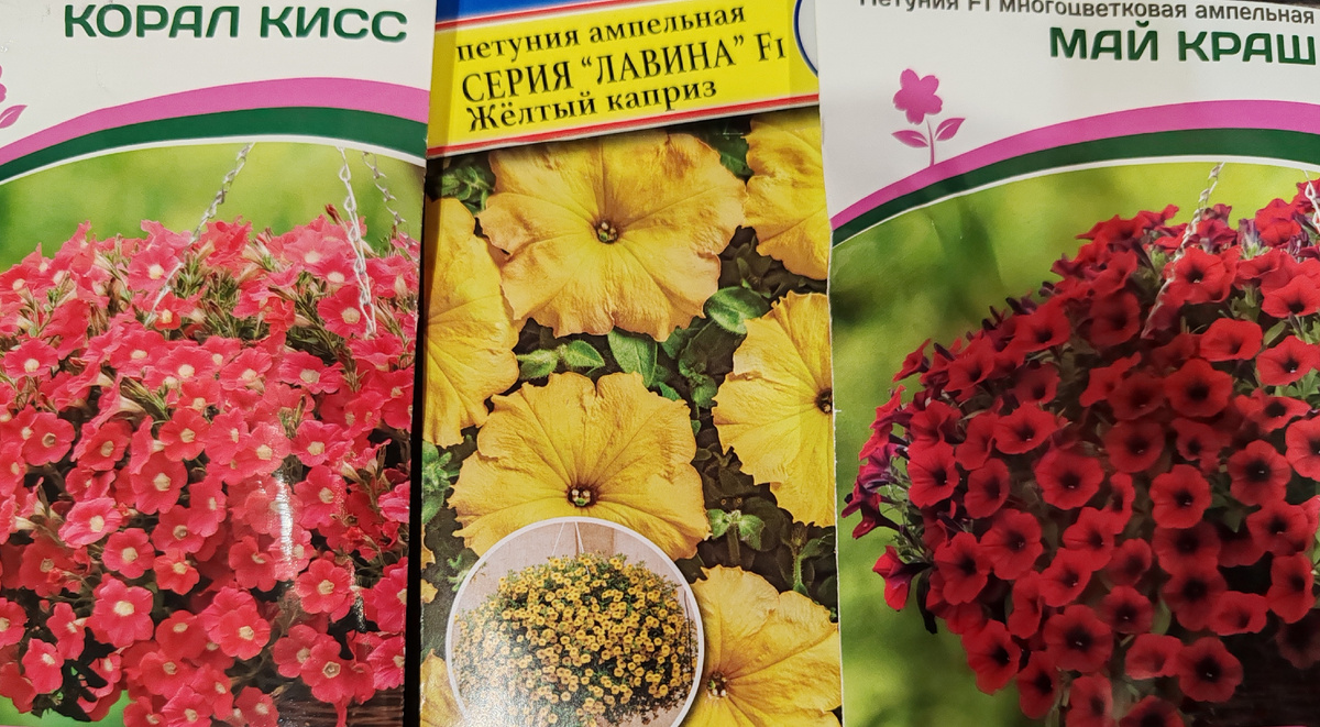 Многоцветковая ампельная петуния «Май Краш», полуампельная «Корал Кисс» и ампельная серии «Лавина» «Желтый Каприз».