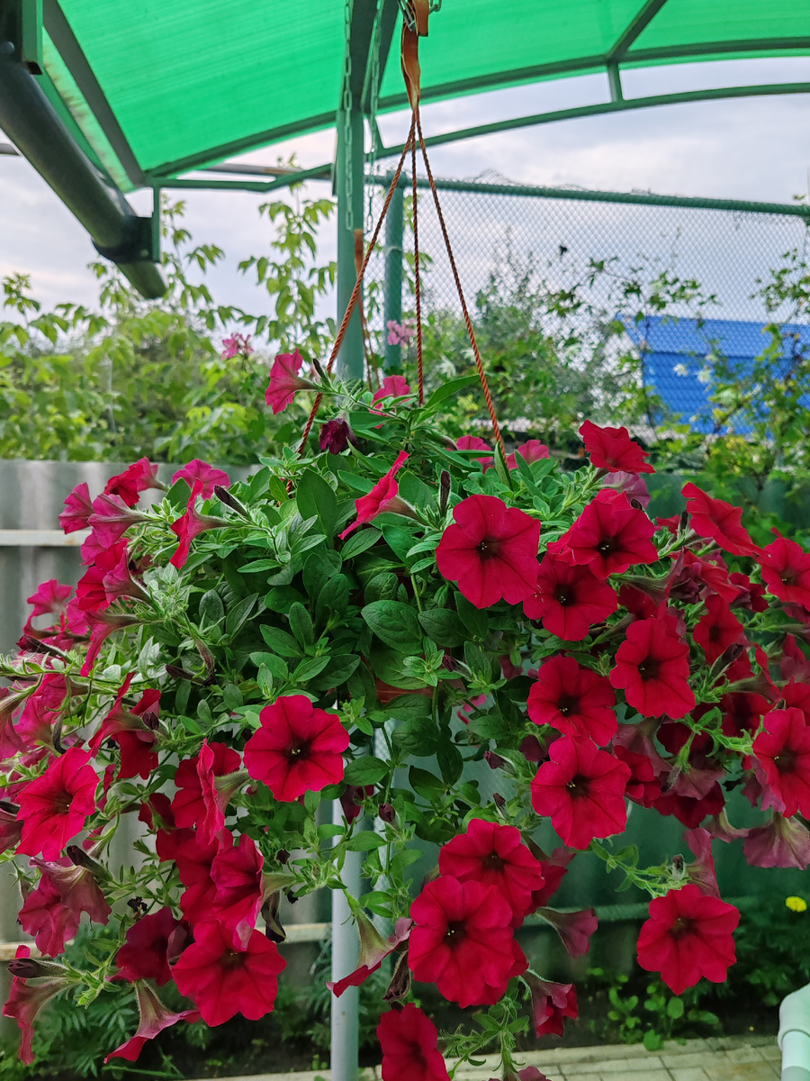 Многоцветковая ампельная петуния "МАЙ КРАШ"