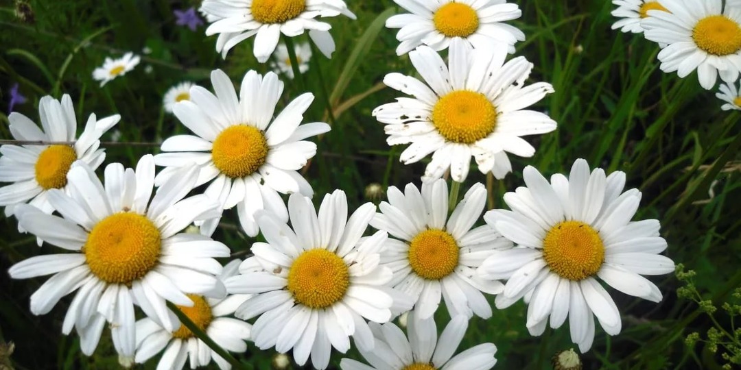 Как ромашка обыкновенная помогает здоровью