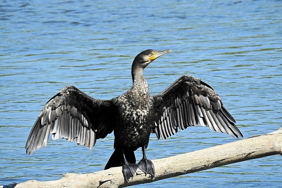 Сушка переьев после успешной рыбалки. Фотография из интернета. 