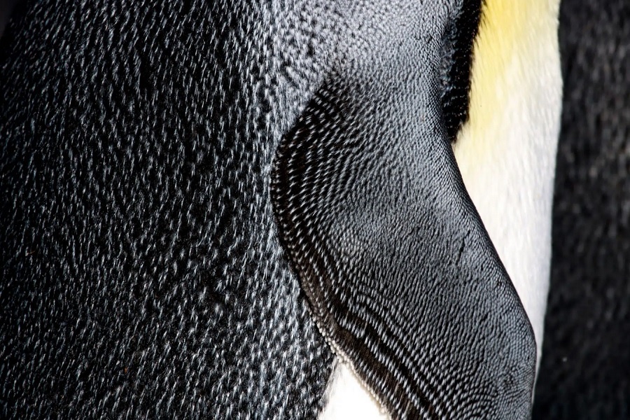 Гидрофобное оперение пингвина. Фотография из интернета. 