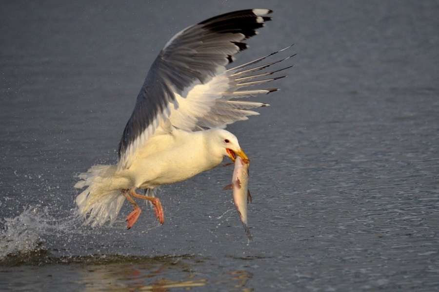 Чайка с добычей. Фотография из интернета. 