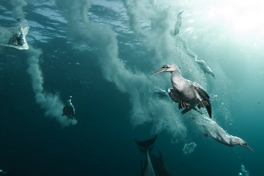 Банкет олушей. Фотография из интернета. 
