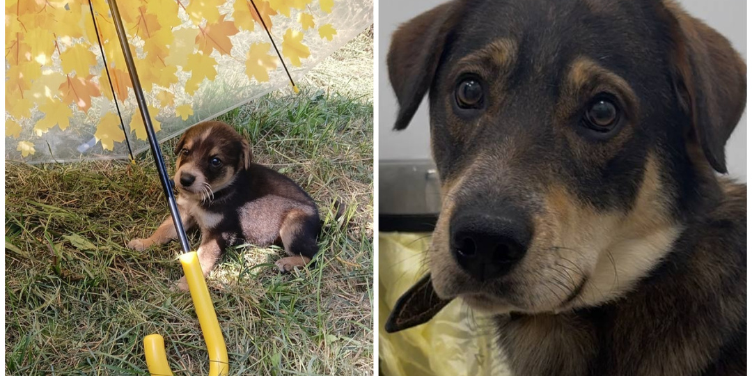 Маленького Сёму "заказали" наследники. Его спасли, но радость оказалась недолгой