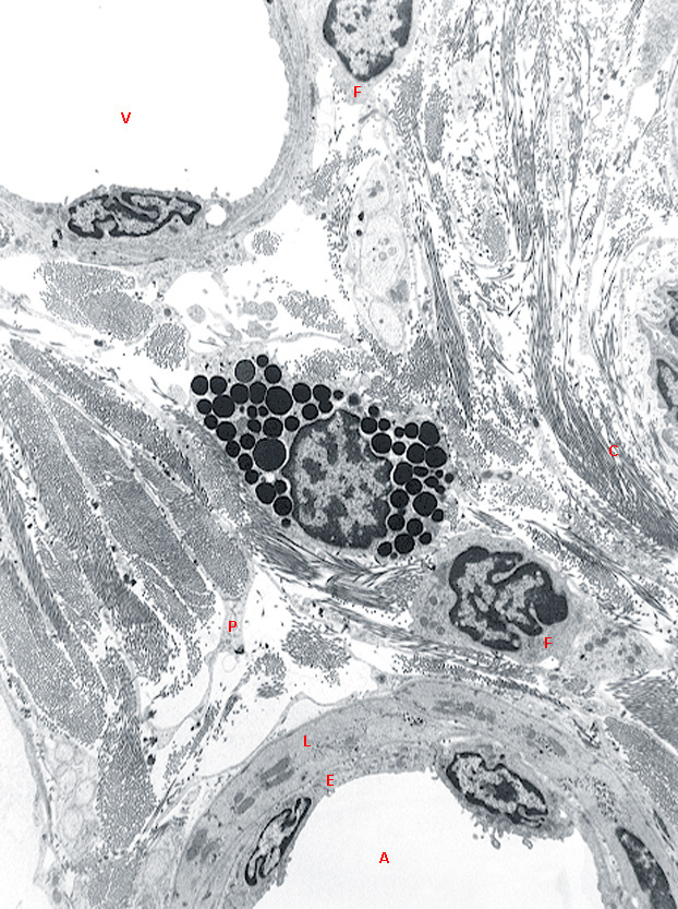 Микрофотография:  между венулой (V) и артериолой (А) расположена тучная клетка - элемент соединительной ткани, большая клетка яйцеобразной формы с ядром в центре. В цитоплазме тучной клетки расположены крупные круглые гранулы (чёрного цвета).