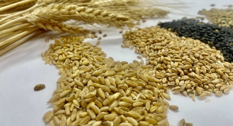    Фото: ФГБУ ЦОК АПК