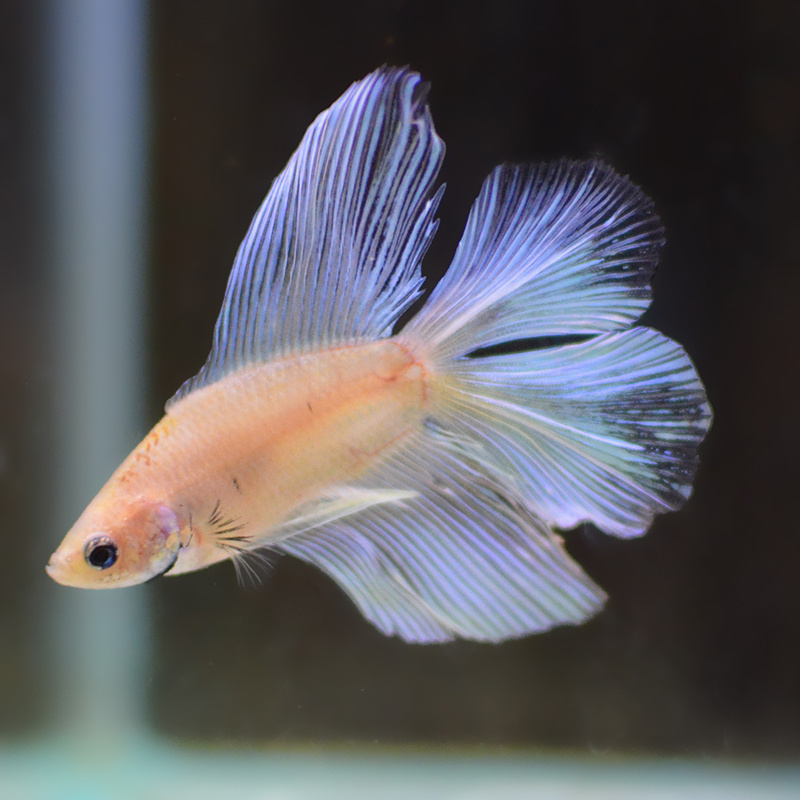 Петушок двухвостый