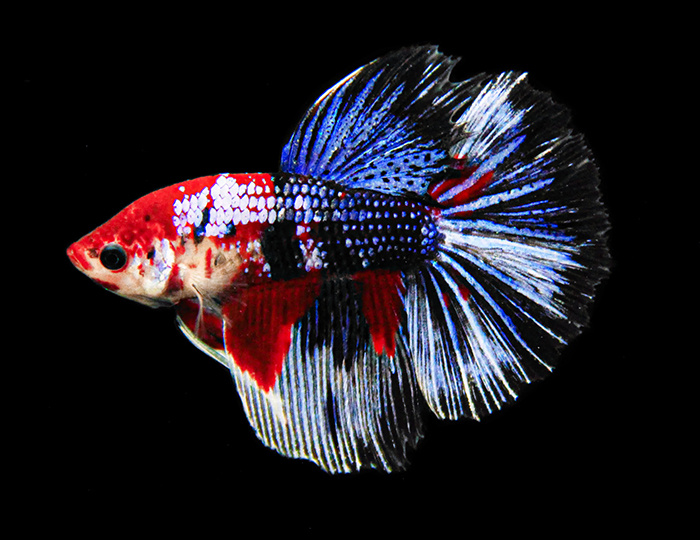 ЧТО МЕШАЕТ ПЕТУШКУ ЖИТЬ ДОЛГО И СЧАСТЛИВО?