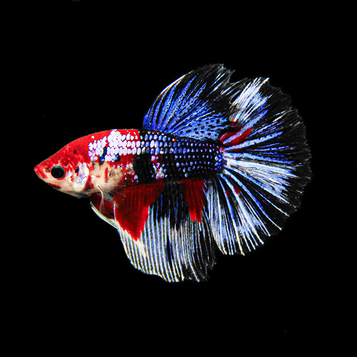 Петушок Супердельта Кои (самец)