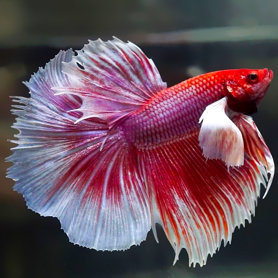 Петушок Супердельта Слоновье Ухо (самец)