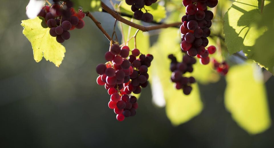    Nikolay Gyngazov/Global Look Press / www.globallookpress.com