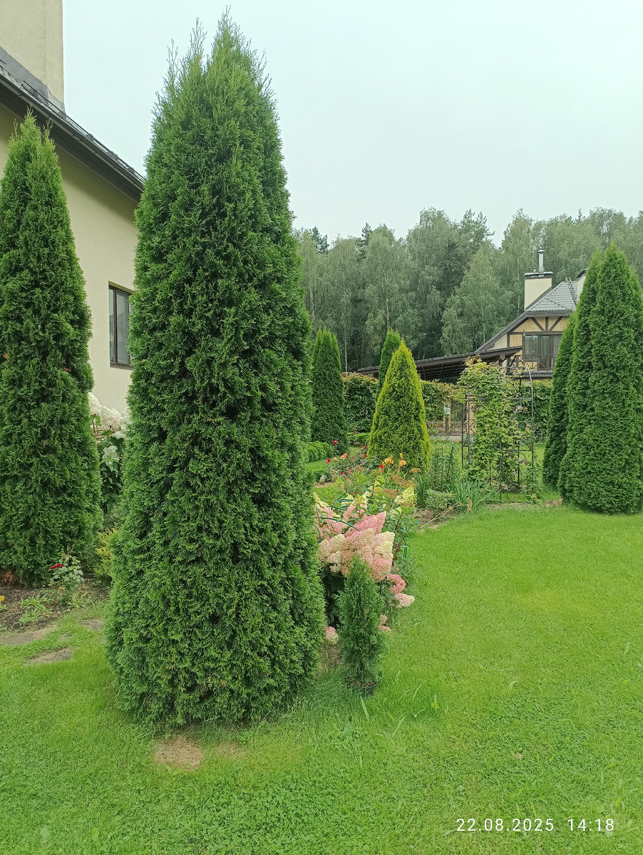 Туя Смарагд один из лучших конических сортов с шикарной изумрудной хвоей