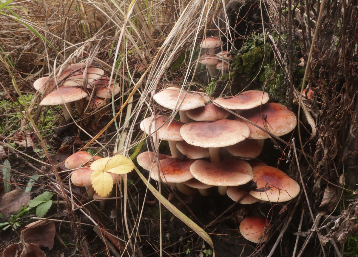 Ну жизнь-то есть в лесу! (фото И.Лебединского)