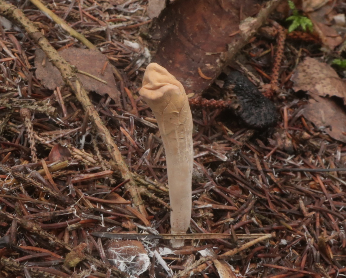 У этого гриба лицо как у перекупщика, который выторговал у меня машину практически даром (фото И.Лебединского)