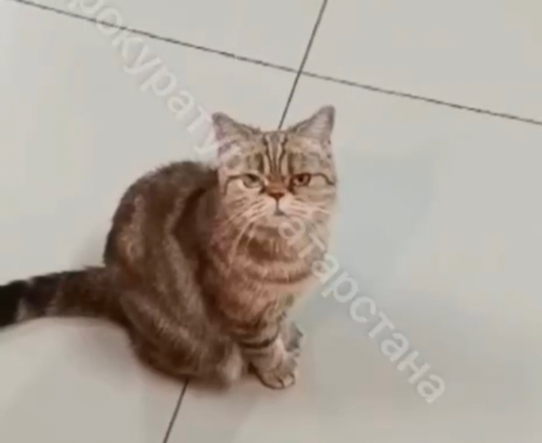    прокуратура РТ