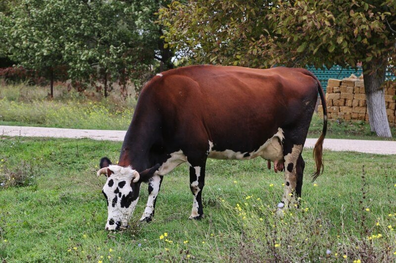 Фото: Наталья Сомова