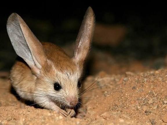 Тушканчик ночью